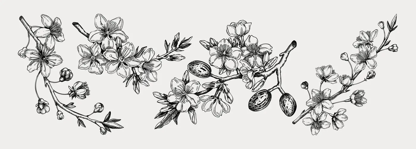 Flowering branch with buds and leaves set. Cherry and almond in flowers sketches in engraved style. Vintage floral drawing. Botanical vector illustrations of spring tree isolated on white background Illustration